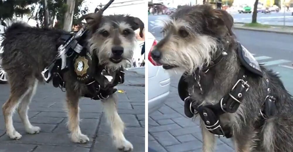 Graban al guardia de seguridad contratado por una panadería en México y el video se vuelve viral