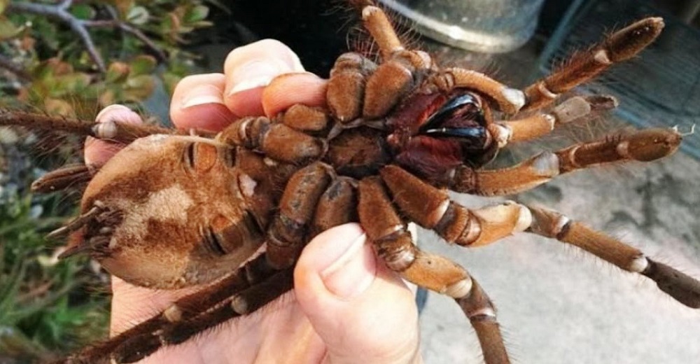 El video de la araña más grande del mundo capaz de comer pájaros, ranas, lagartos y roedores