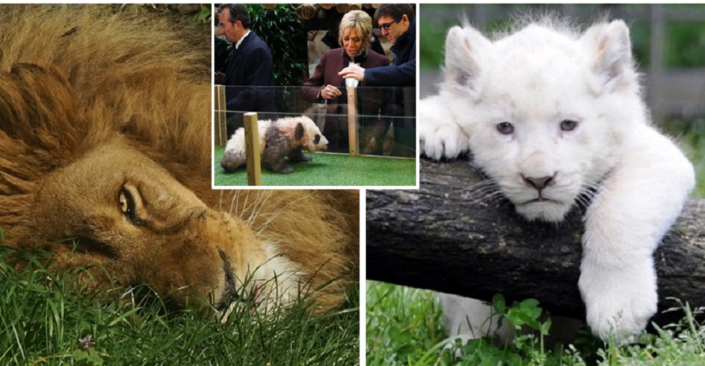 22.000 personas se unen y compran un zoo para liberar a 600 animales salvajes justo a tiempo