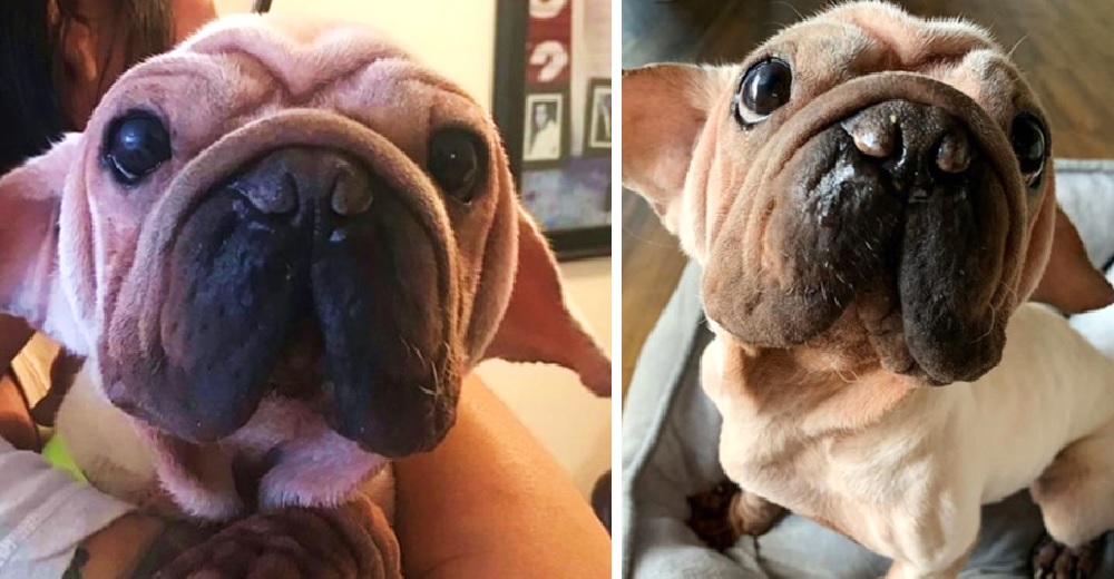 La dura realidad que se esconde detrás del perrito “Baby Yoda” que causa furor en las redes