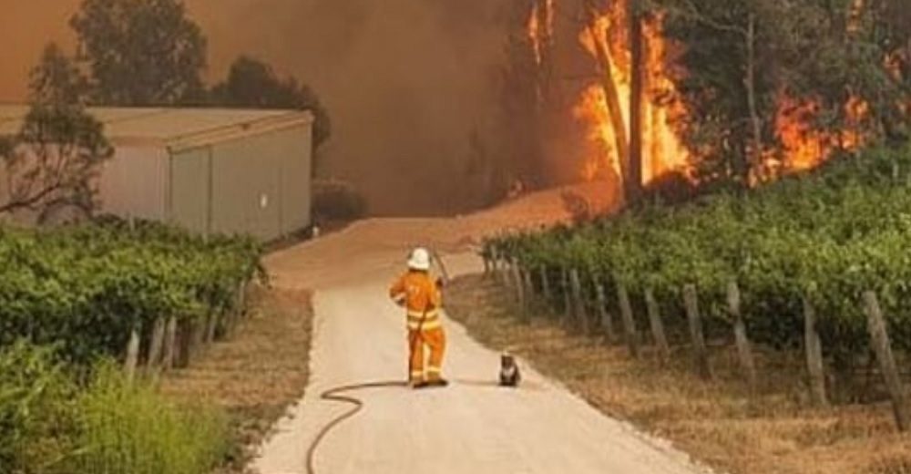 La triste imagen de un bombero junto a un inocente koala que observa cómo se destruye su hogar