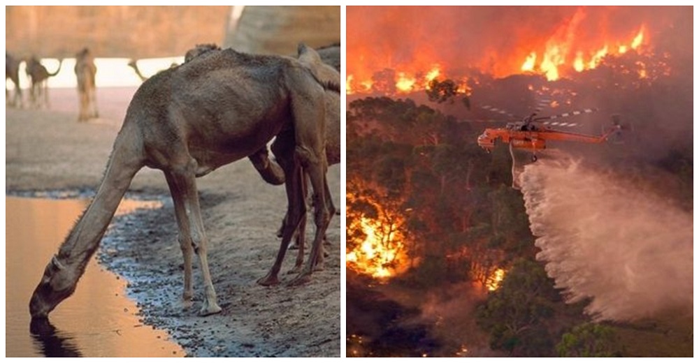 Australia sacrificará 10.000 camellos salvajes porque son una amenaza – «Beben demasiada agua»