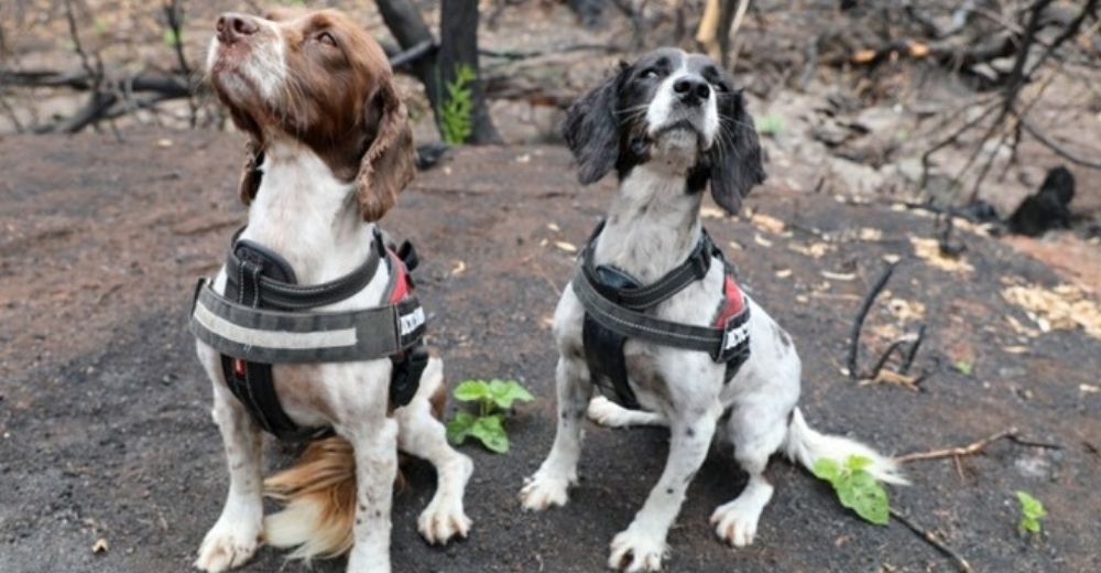 Dos heroicos rescatistas caninos encuentran a 7 koalas con vida tras los incendios forestales