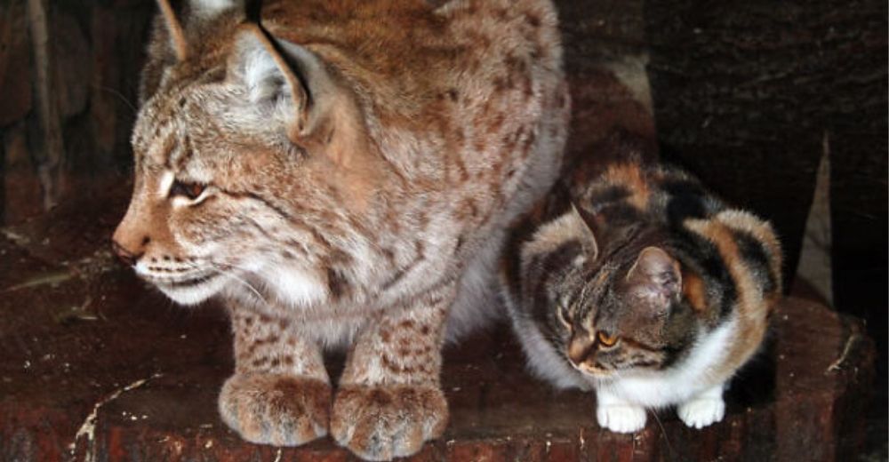 Gato se cuela en un zoológico buscando un techo seguro y se hace amigo de un “peligroso” lince