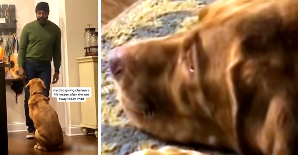 Graban a un papá teniendo la más seria conversación con su perrita y se hace viral