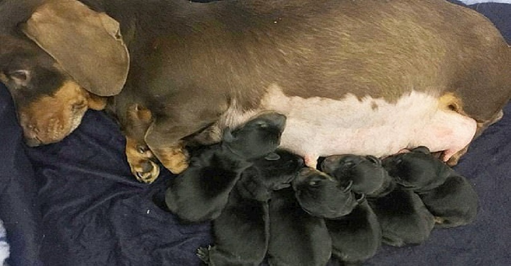 La familia de una perrita salchicha robada junto a sus 6 cachorros suplica ayuda