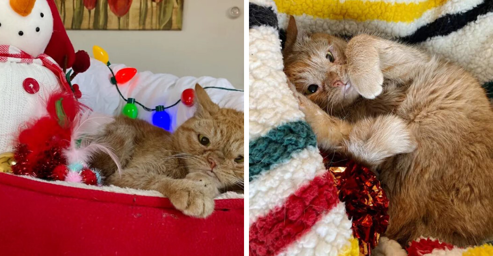 Pequeña gatita con una sola fosa nasal vivía entre rocas y arena hasta que alguien la rescató