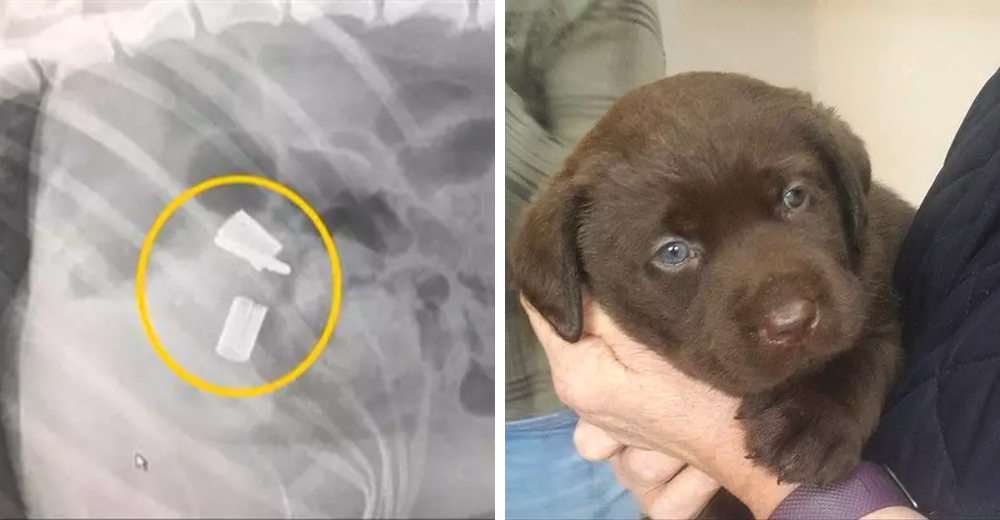 Veterinarios atónitos operan a un perrito para quitarle un cable que colgaba de su trasero