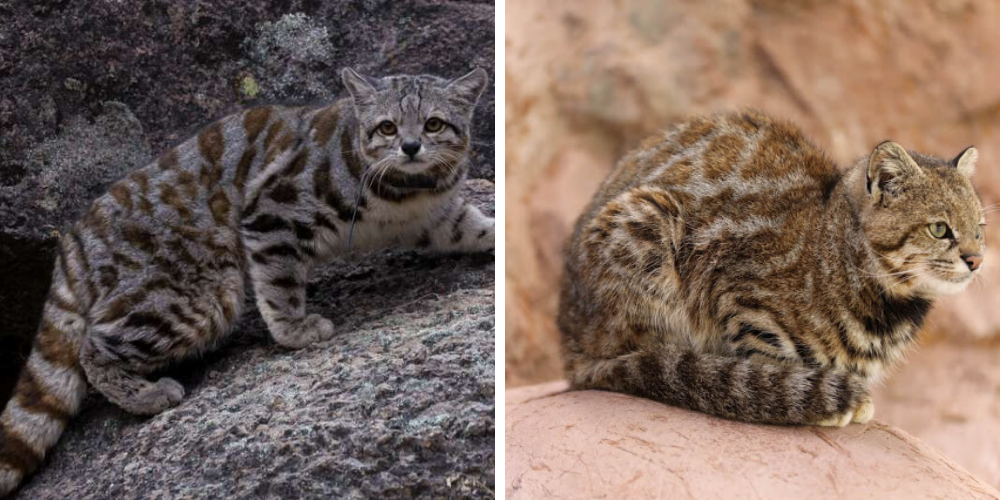 Gato andino es visto por primera vez después de 12 años de ausencia en su hábitat natural