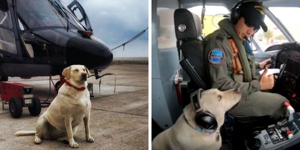 Ascienden a cabo primero de aviación a una perrita que fue abandonada desde un auto en marcha