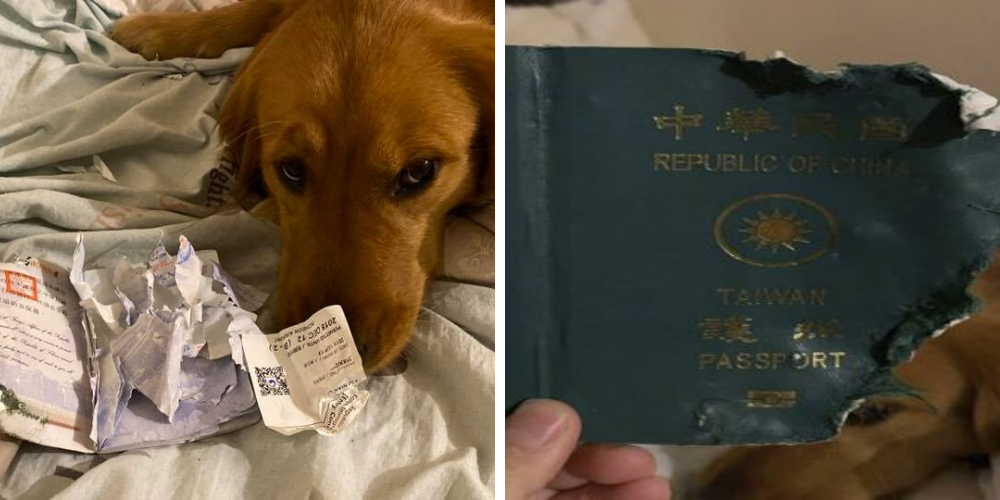 Un perrito salva a su dueña del coronavirus mordiendo su pasaporte que la llevaría a Wuhan