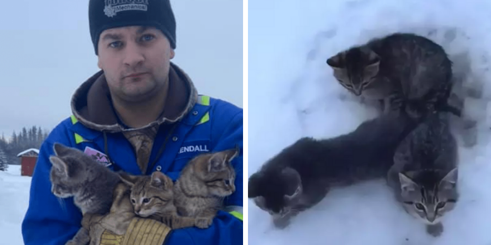 Hombre usa su taza de café para liberar a unos gatitos atrapados en el hielo