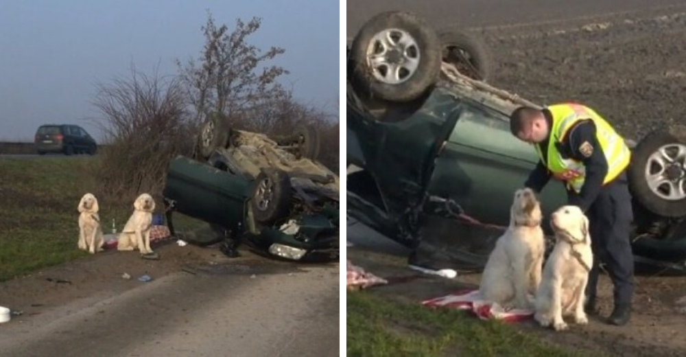 Rescatan a las víctimas de un accidente de tráfico pero dejan a los perros amarrados al vehículo