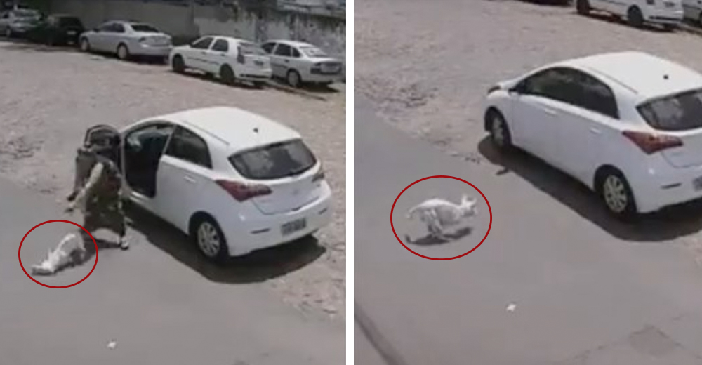 Es capturada abandonando a su perro discapacitado mientras él intenta seguirla desesperadamente