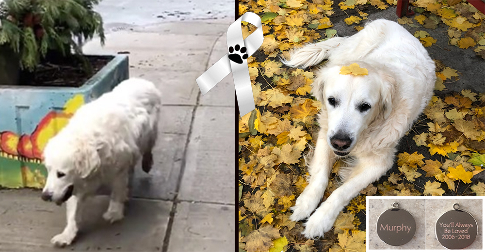 En su último paseo de donde nunca regresó, su compañerito de vida caminó a su lado feliz