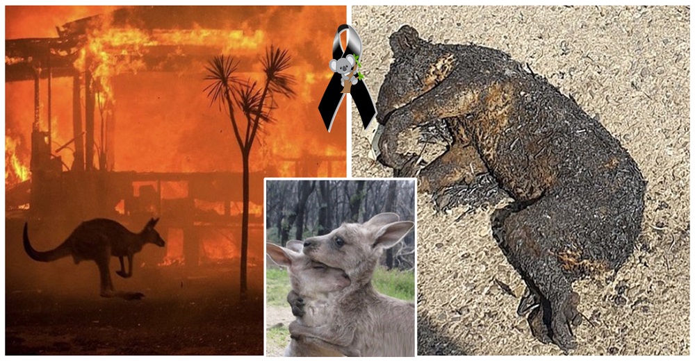 Expertos confirman que más de 1.000 millones de animales murieron en los incendios de Australia