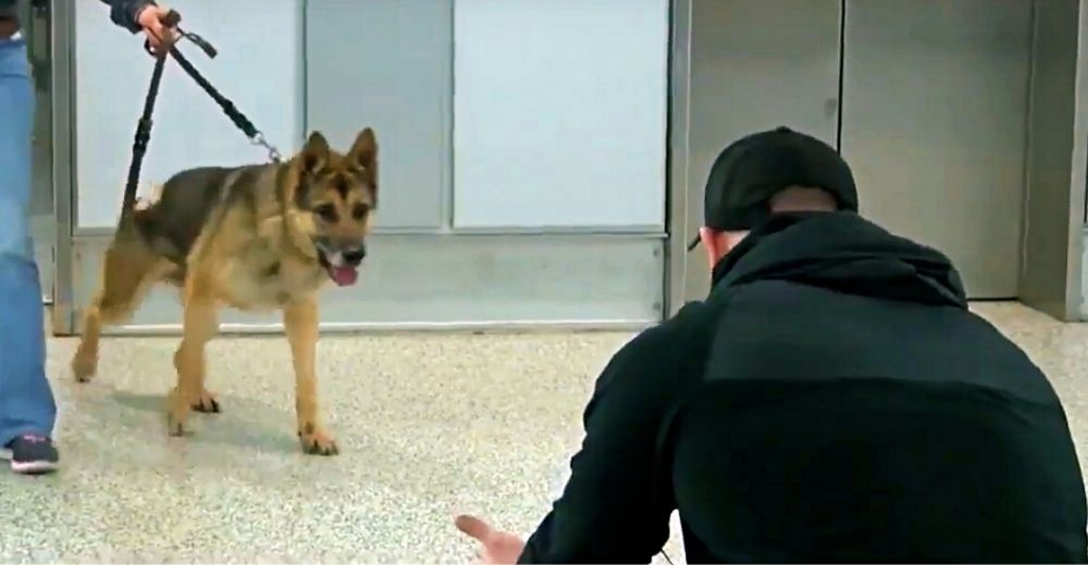 Perro policía sale del ascensor y no puede creer a quién tiene delante después de 3 largos años