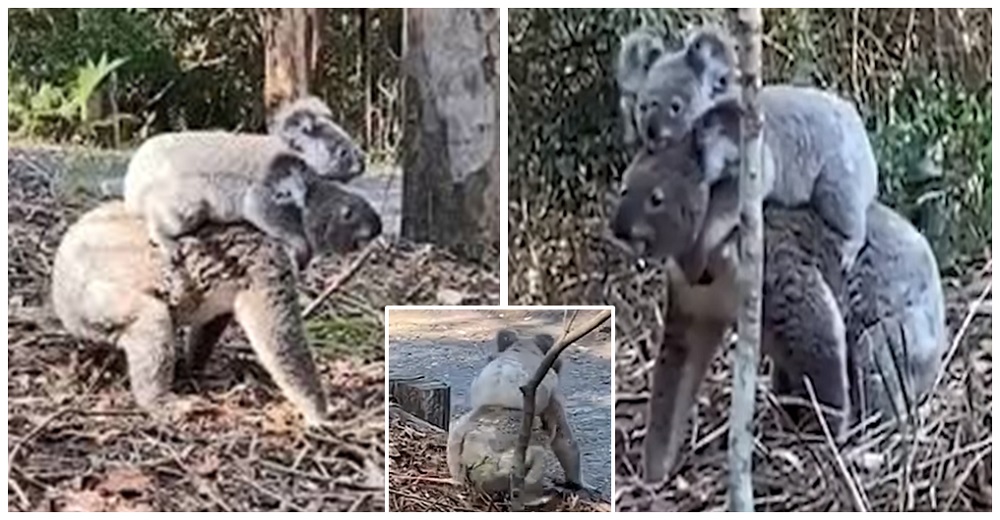 Graban a una mamá koala cargando a su atemorizado bebé en el lomo para que se sienta seguro