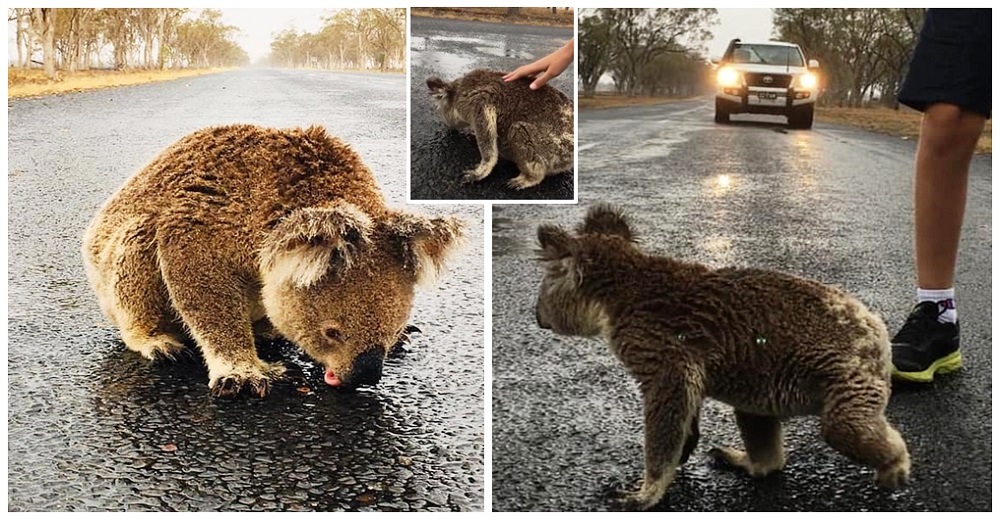 Sediento koala encuentra alivio en el agua del camino tras las lluvias y una mujer interviene