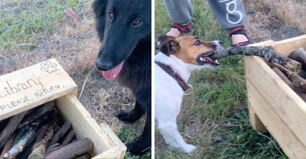 Hombre crea una “librería de palos» para que los perritos del barrio jueguen en el parque