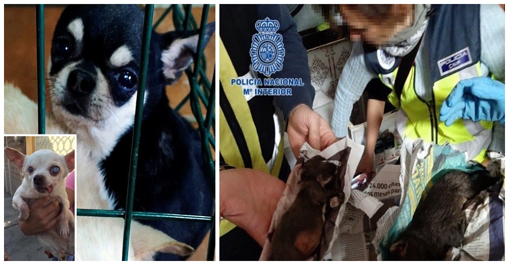 La Policía rescata 270 perritos chihuahua de criaderos ilegales con las cuerdas vocales cortadas