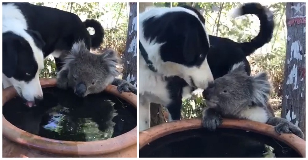 Graban el gesto de un perrito después de que un koala desesperado le pidiera un poco de su agua