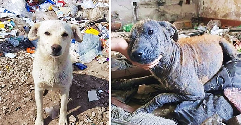 Más de 80 perritos viven en un terrible basurero y sólo quieren que alguien juegue con ellos