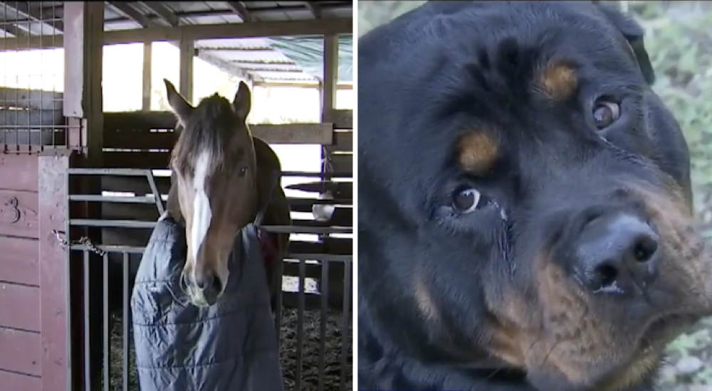 Perros evitaron que unos intrusos robaran los caballos de su familia para los fines más crueles