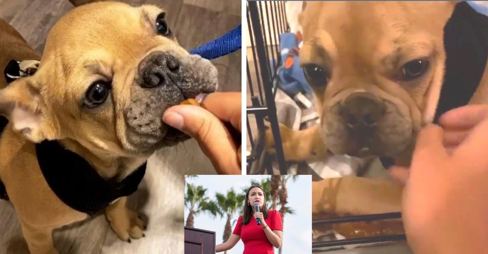 Política y supuesta activista es criticada tras comprar un perro de raza y tenerlo en una jaula