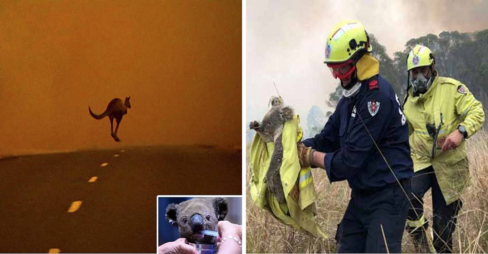 ¿Cuáles son las formas de ayudar a los animales afectados por los incendios de Australia?