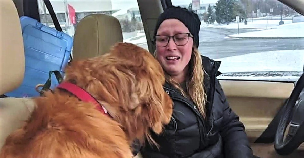 El auto de una familia se vuelca en la carretera y su aterrado Golden huye despavorido al bosque