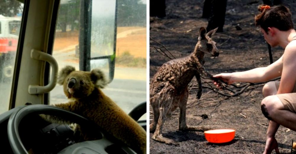 Los 5 rescates de animales más impactantes capturados en medio de los incendios de Australia