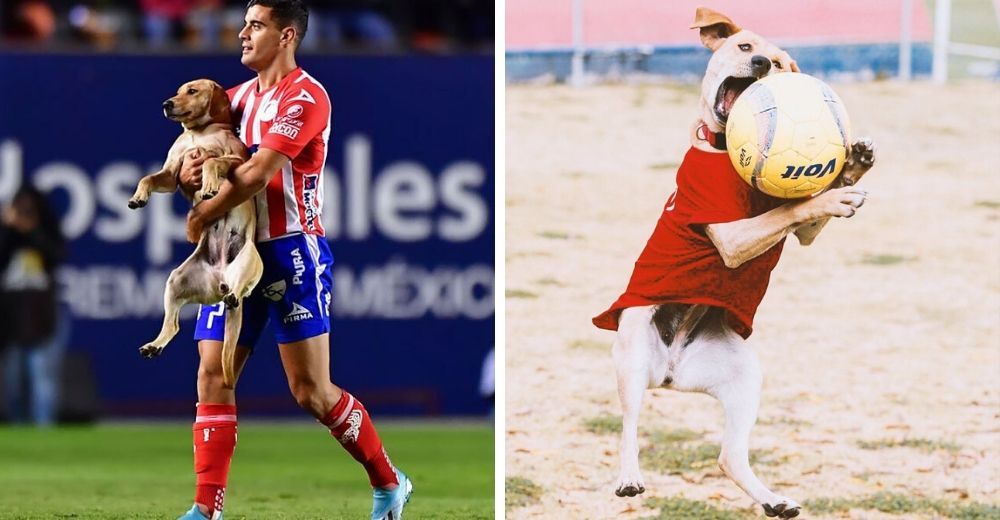 Encuentran a la perrita sin hogar que se filtró en un partido y la hacen mascota oficial