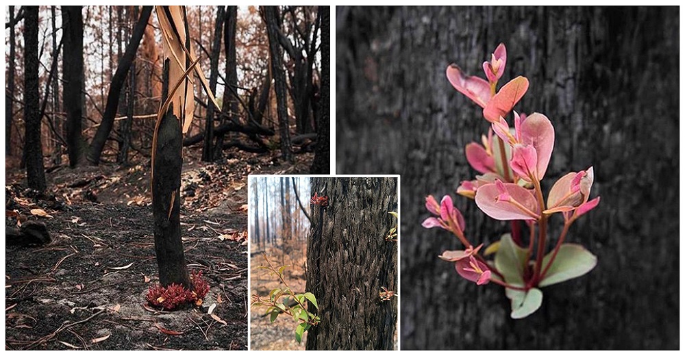 Los bosques calcinados de Australia se resisten a darse por vencidos y vuelven a la vida