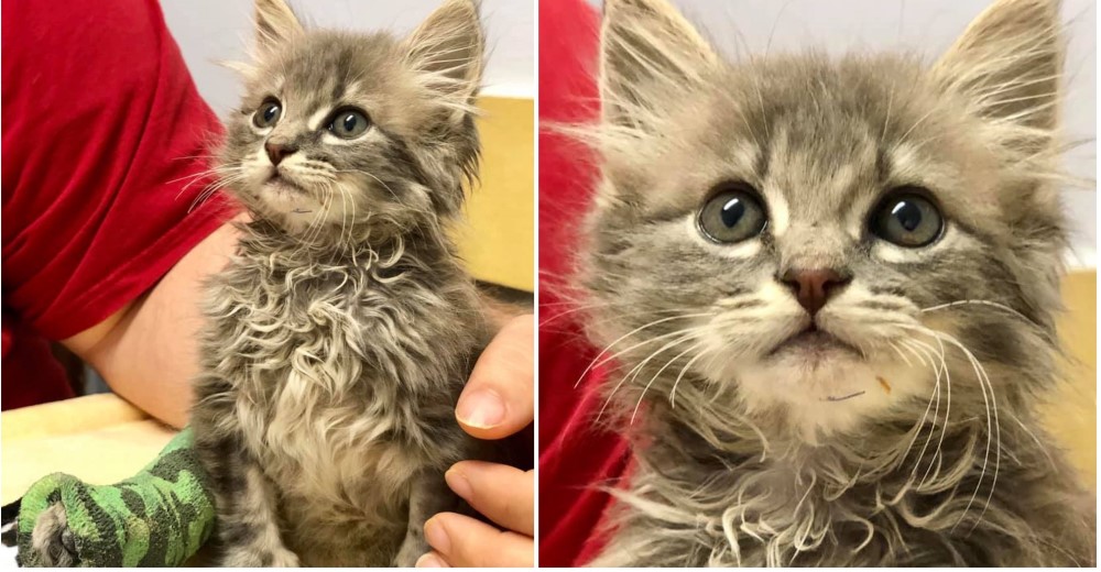 Con su tierna mirada cautivó a una pareja que no dudó en salvarlo y ofrecerle su amor