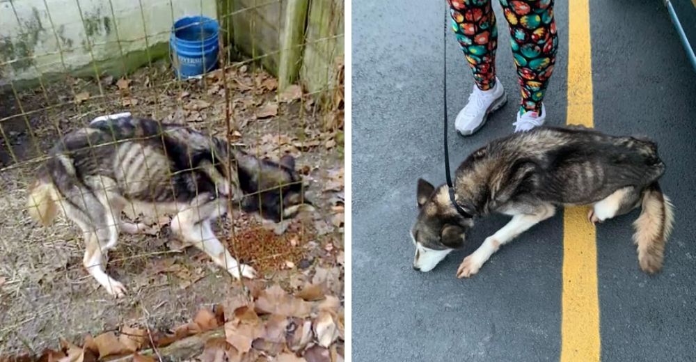 Rescatan a una perrita que vivía dentro de una jaula alimentándose de basura y rocas