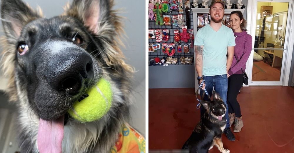 El perrito con la cara torcida a causa de una lesión finalmente encuentra a la familia que soñó