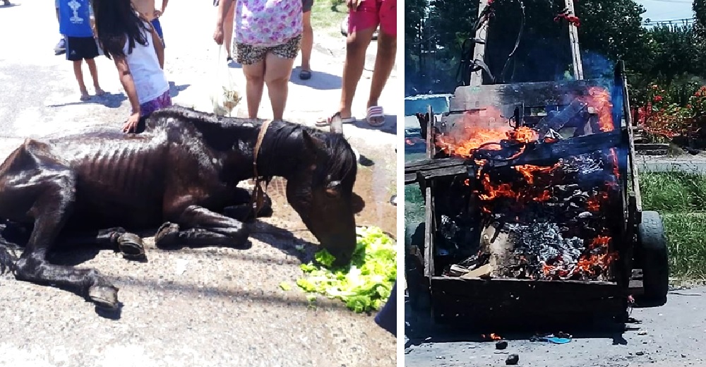 Flamélico caballo es forzado a arrastrar una carreta hasta que cae rendido frente a los vecinos