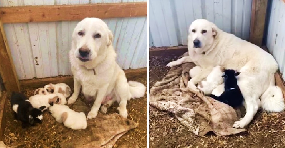 Una noble perrita alimenta a la cabrita recién nacida que fue rechazada por su madre