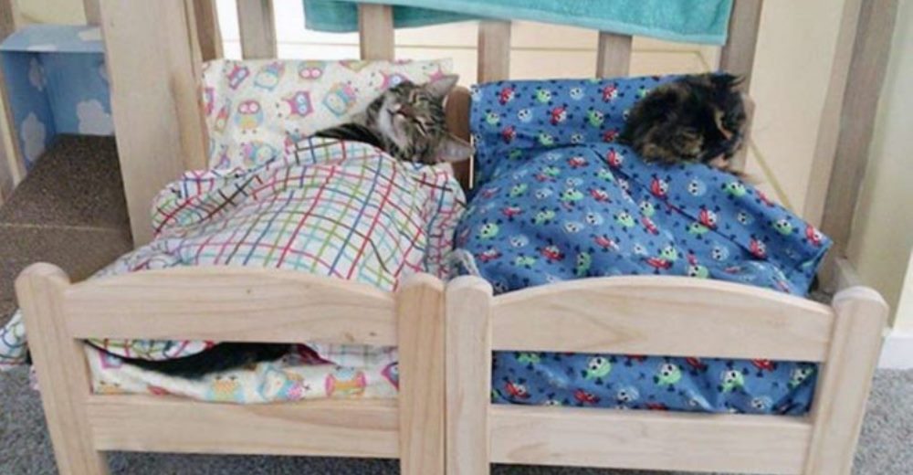 IKEA dona camas hechas a la medida para los gatos que esperan ser adoptados en un refugio