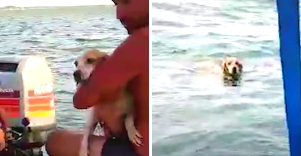 Unos humildes pescadores luchan para salvar al perrito que fue abandonado en el mar