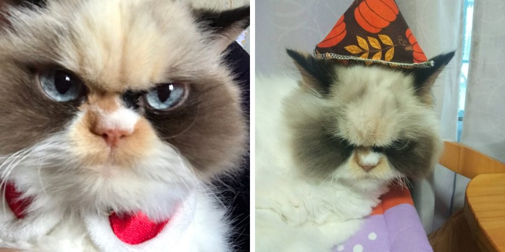 La gatita con «terrorífico» aspecto gruñón que ya ha destronado al famoso «Grumpy Cat»