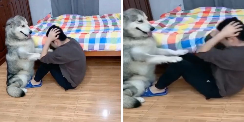 Fiel perrito es el entrenador personal más exigente que ha tenido su dueño