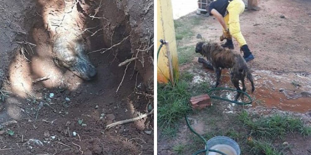 Bomberos salvan un perrito sepultado bajo kilos de tierra que pedía ayuda con su último aullido