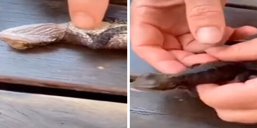 Un increíble bombero salva la vida de un pequeño lagarto haciéndole reanimación cardiopulmonar