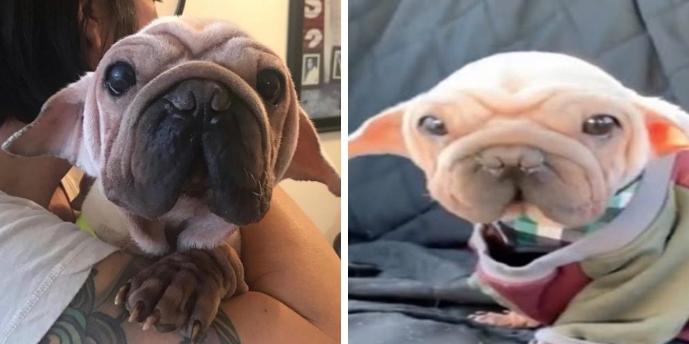 Todos detienen a su dueña por su peculiar parecido con «baby Yoda», pocos saben su triste pasado