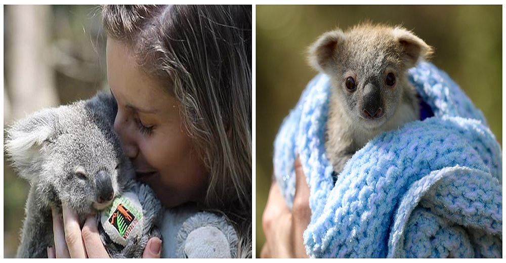 Una bebé koala rescatada ya ha crecido y conmueve a su salvadora en su primer día de preescolar