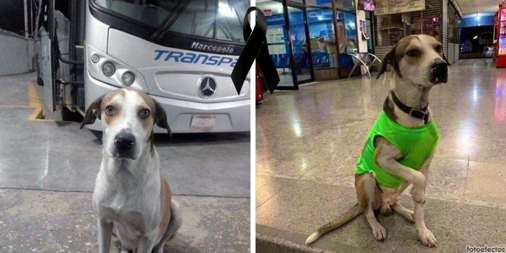 Muere Firulais, el perrito guardián de una empresa de transporte que era amado por todos