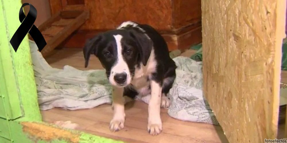 Adoptan a un perrito en un refugio pero con las peores intenciones para acabar con su vida