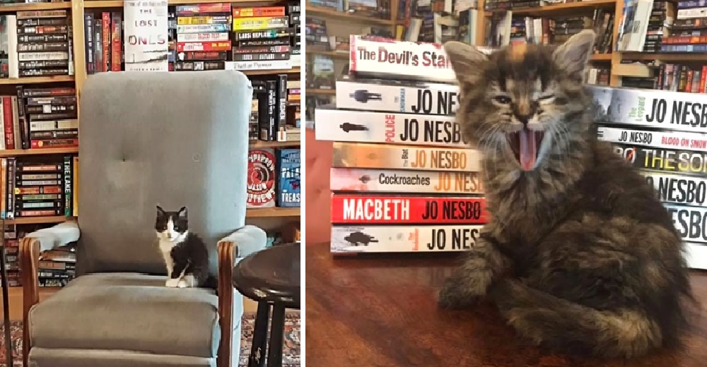 Gatitos deambulan libremente en una librería y la gente no puede marcharse sin uno bajo el brazo